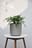 Potted Tree 3