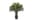 Chậu cây Cycas