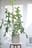 Philodendron Quercifolium