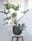 Philodendron Selloum