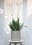 Potted Tree 2