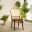 Ghế ăn mây Thonet