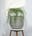 Potted Tree 1