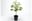 Cây Pilea Pot